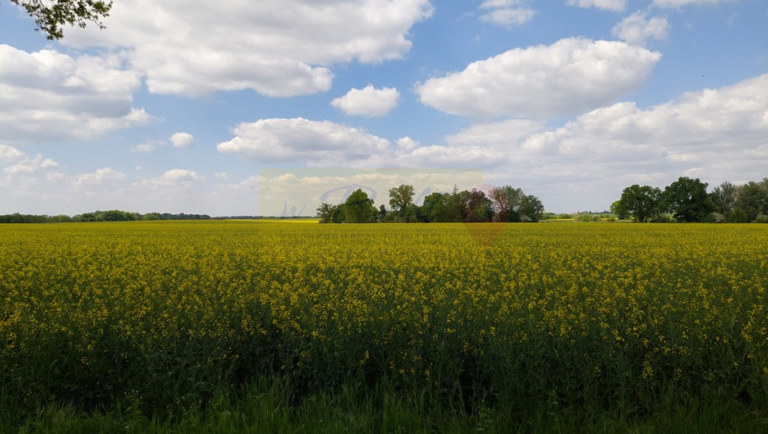 Działka Sprzedaż Mielno
