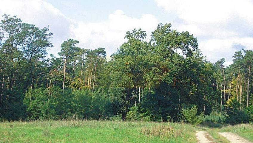 Działka Sprzedaż Kościno